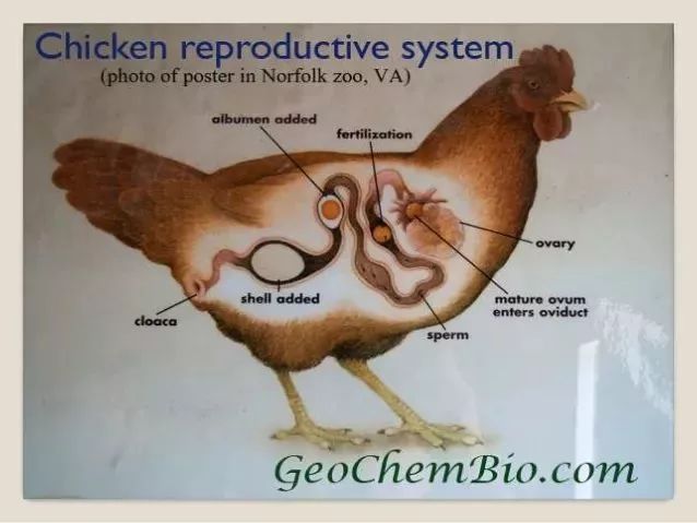 鸡蛋在母鸡体内的形成过程,最后面的出口是泄殖腔