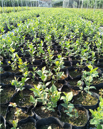 2年生公爵蓝莓树苗种植经验分享