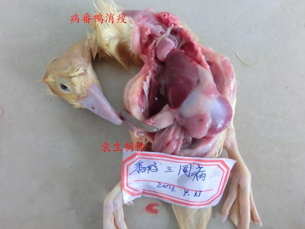 水禽常见19种病特征及防治方法_鹅鸭