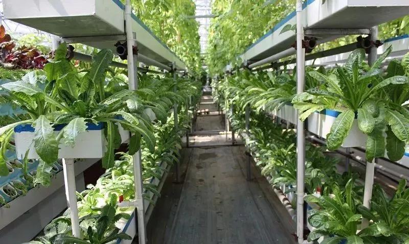 2019新一代无土栽培和有机土壤种植技术培训会