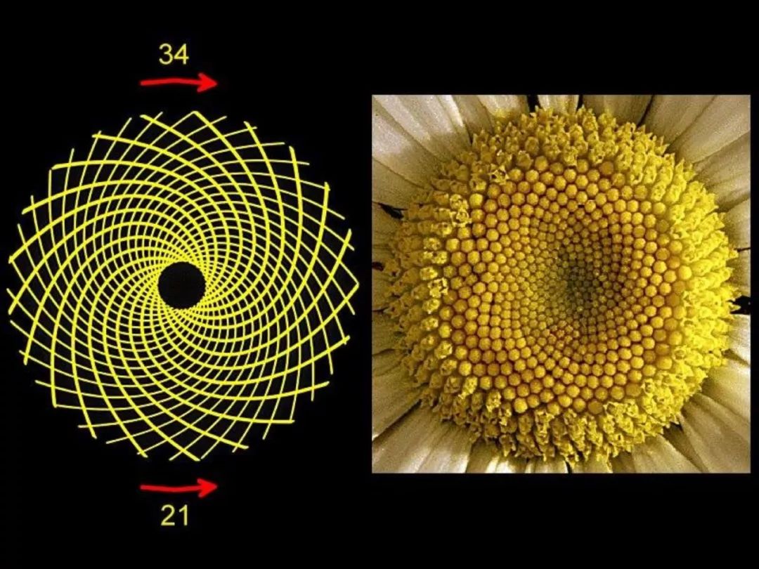 斐波那契数列,又称黄金分割数列,指的是这样一个数列:1,1,2,3,5,8,13