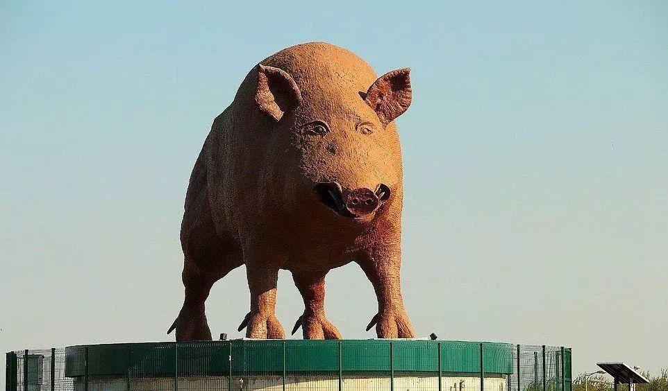冷静冷静猪价涨疯了我要静静