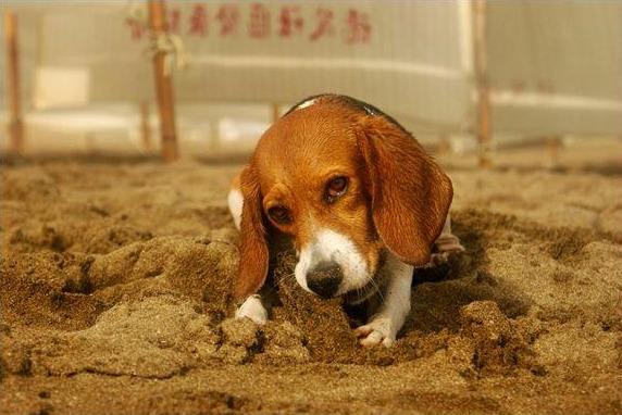 狗狗为什么会吃土其实是这些原因造成的宠主记得对症下药