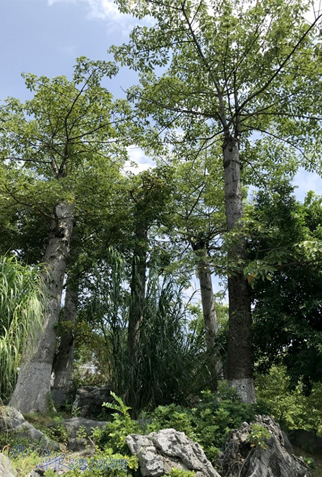 廣西邊境(一) 來賓市政府,翠屏山公園