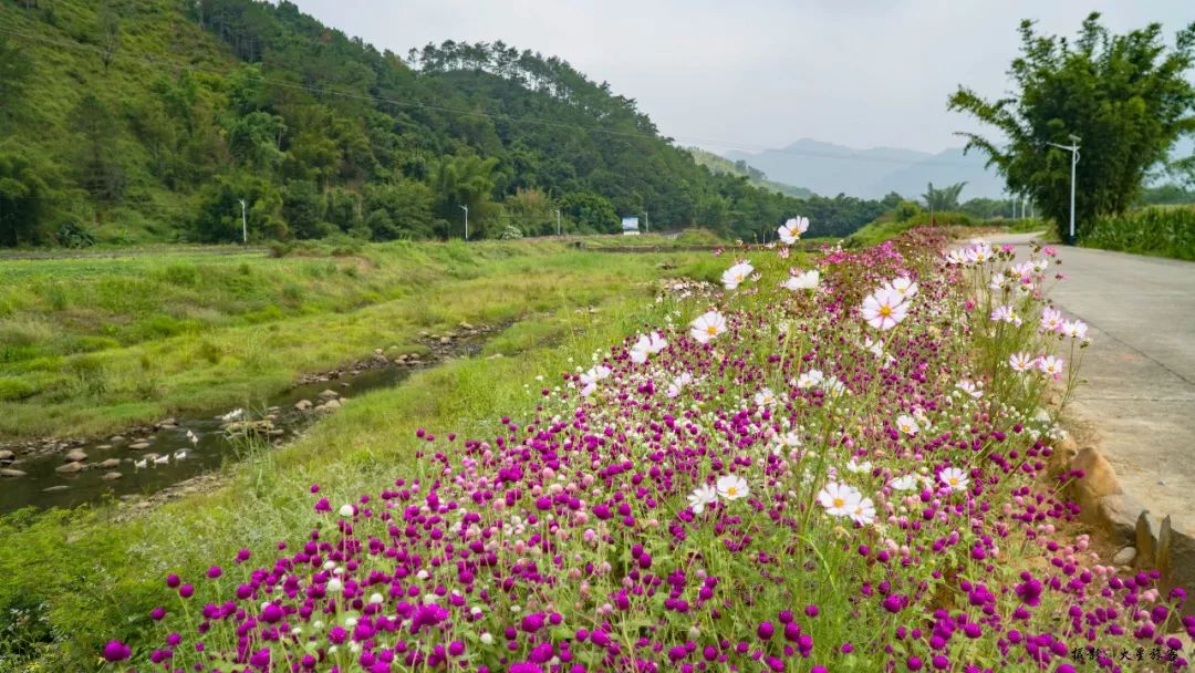 奼紫嫣紅一片!韶關這個地方又現百畝花海,速約!