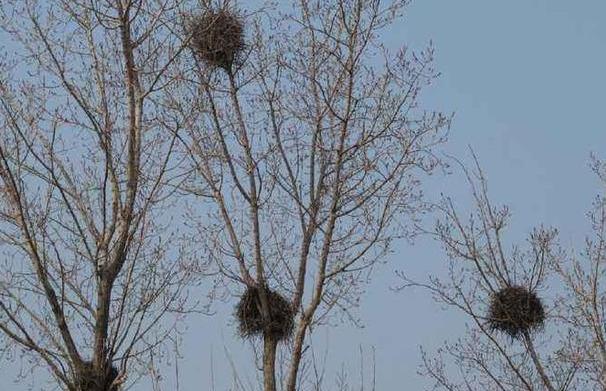 原创喜鹊窝是最常见的鸟窝看上去乱糟糟的不近看不知道它有多精细