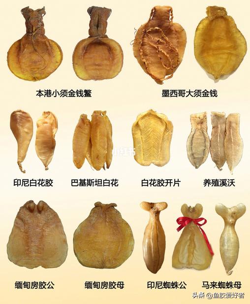 最全面的鱼胶花胶女性知识篇女人要懂姐妹要收藏