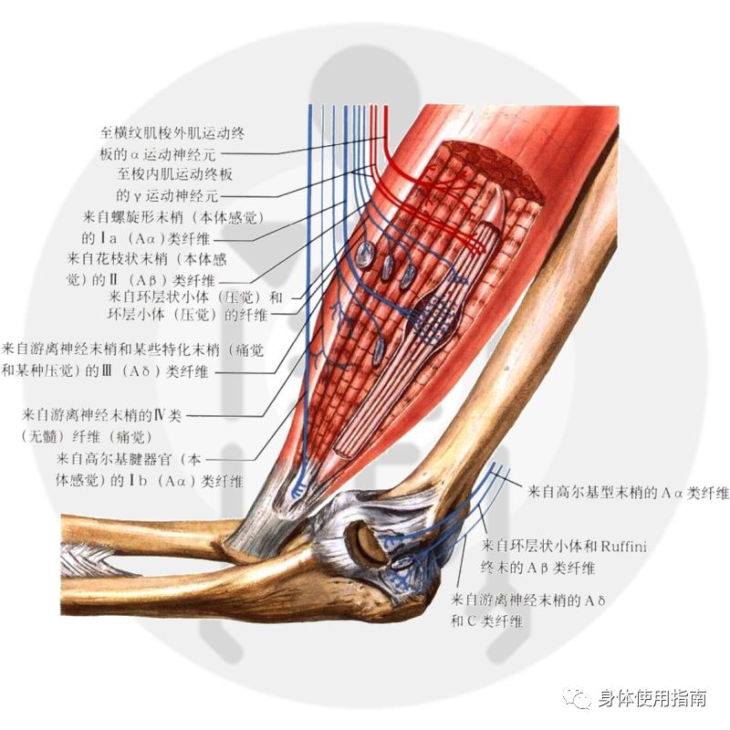 肌梭是什么图片