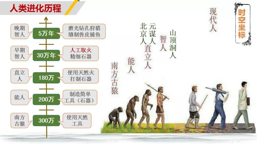 人类进化过程科普小报图片