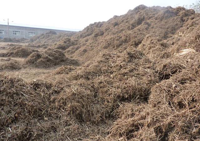 上面已提到,虽然花生秧可以卖钱,但并不是每个地方都有收购商,所以才