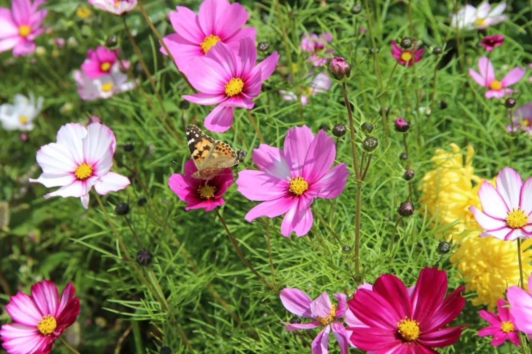 深秋,巧家铅厂小学的花儿开了!