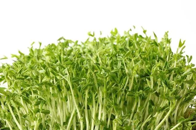 它吃起来清香脆爽 有独特的气味 还可以保护我们的皮肤_豆苗