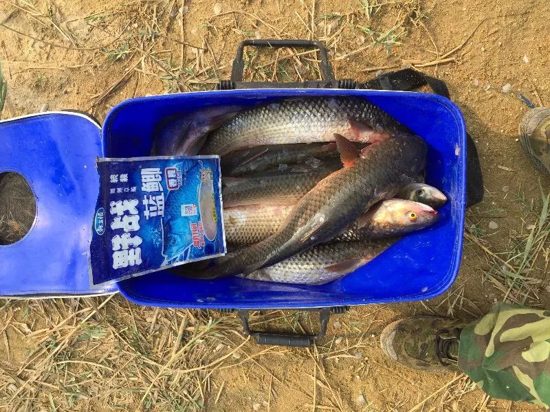 釣友原創野戰藍鯽掃黑麥芽糖釣梭魚爆護啦