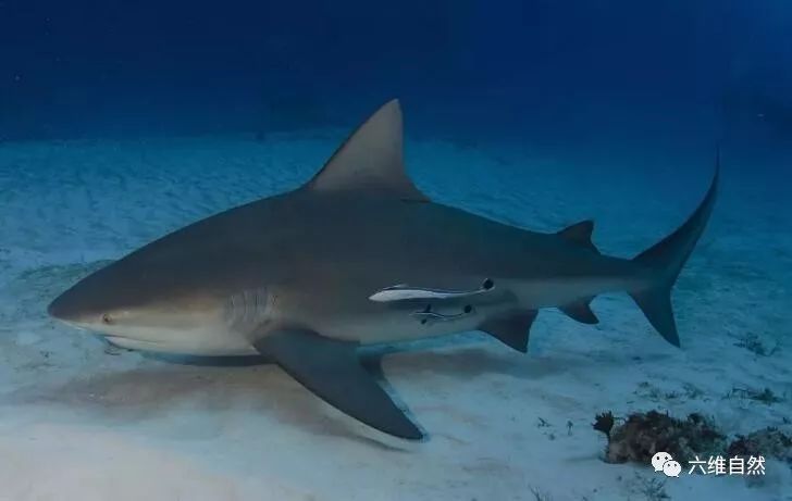 原創唯一一種淡水海水都能生存鯊魚比大白鯊更危險對人類威脅最大