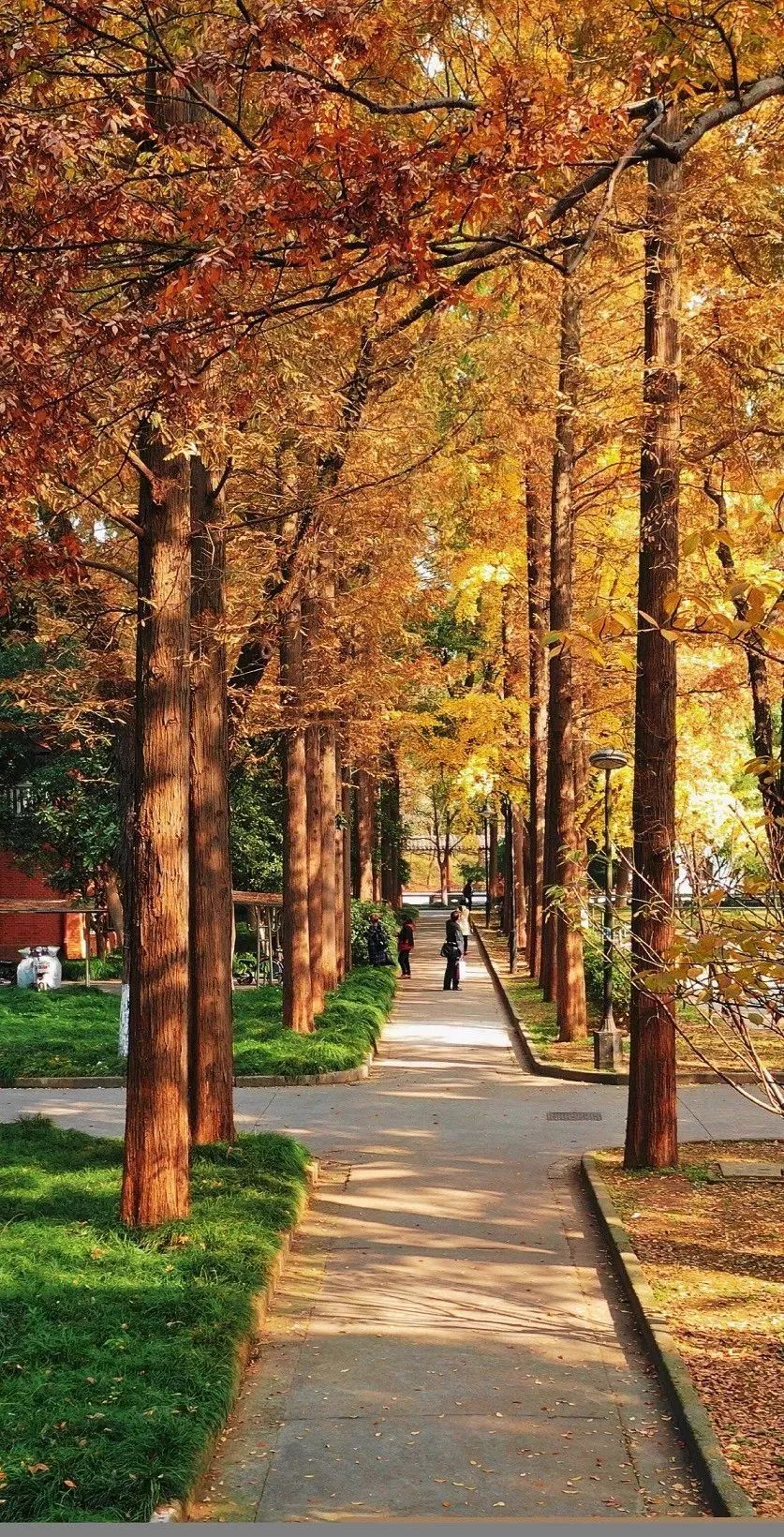 约起来苏大银杏季对外开放50天