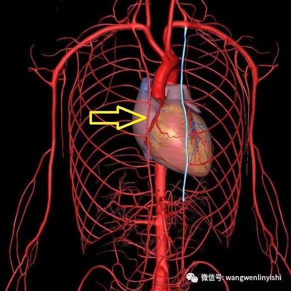 在心包裸区该血管位于心包与肋软骨之间