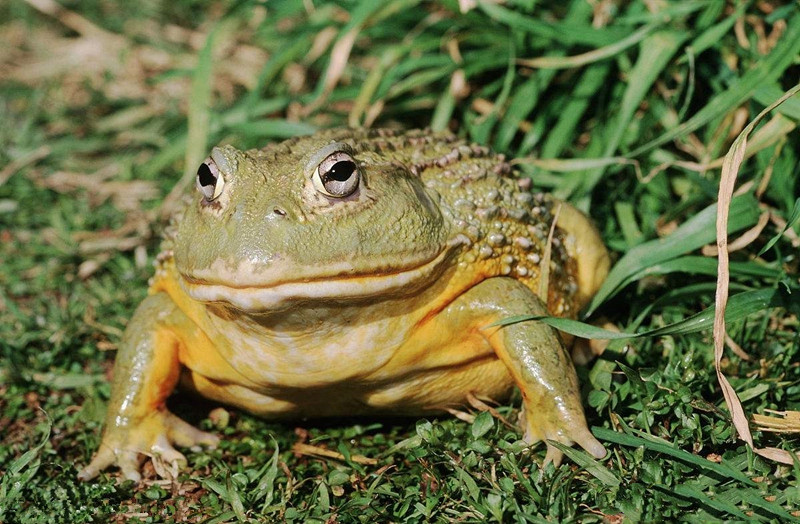 10个入侵中国的外来物种作为吃货你帮助消灭了多少