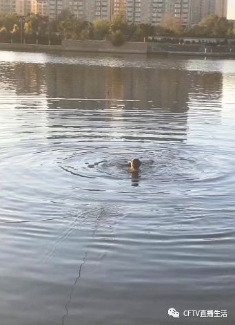 赤峰河道有人落水一位短发姑娘跳入河中施救