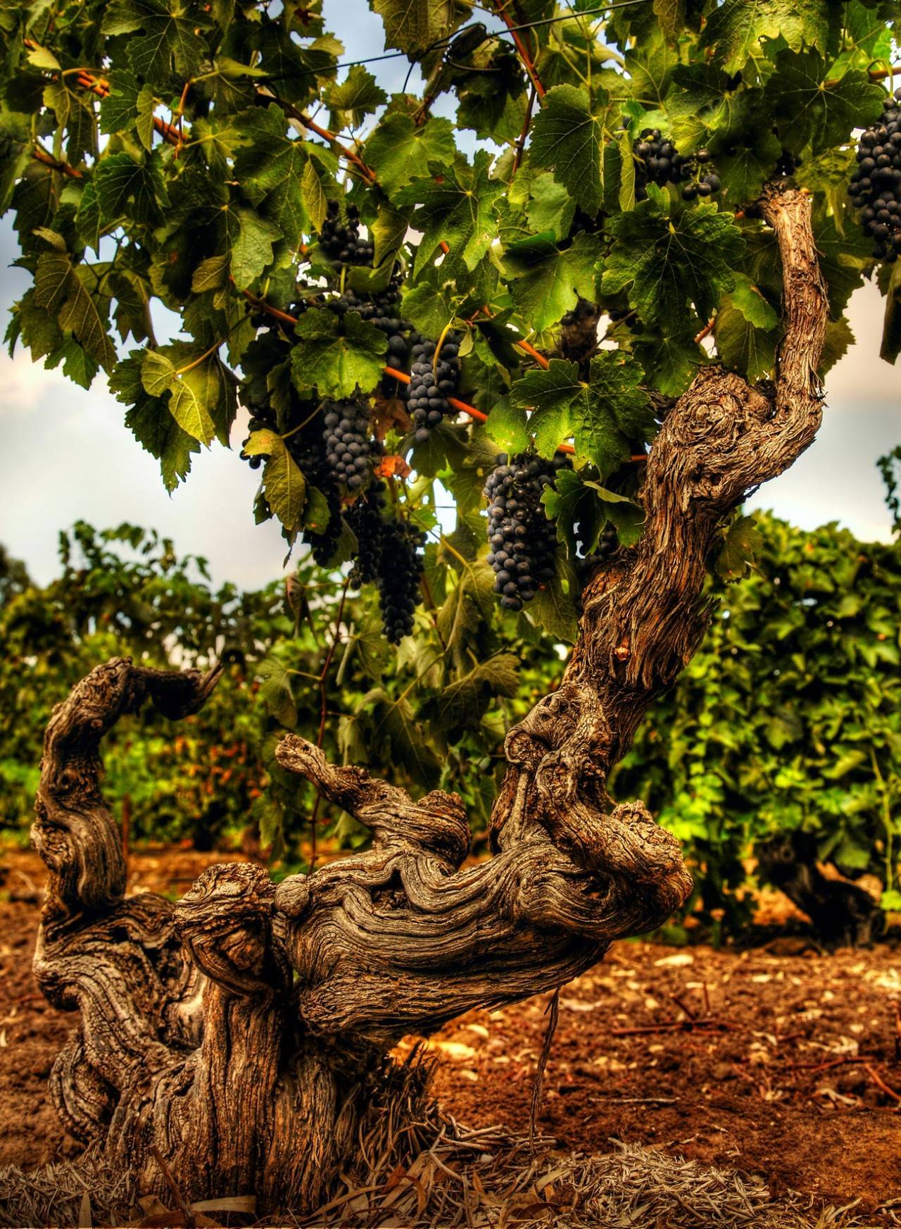 为什么近些年"老藤"葡萄酒概念这么火,什么是"老藤"?