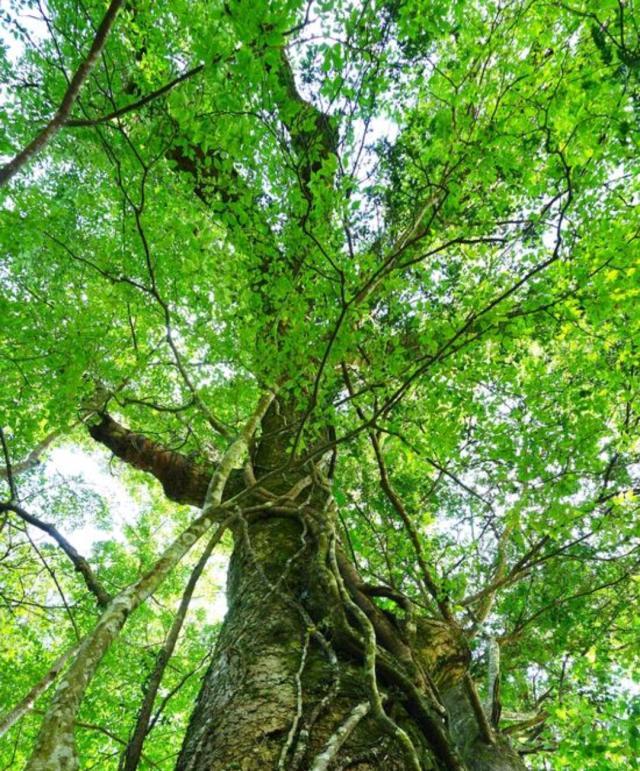 着无数的"奇珍异宝",由于以前人们的认知有限,对这种野生树木乱砍乱伐