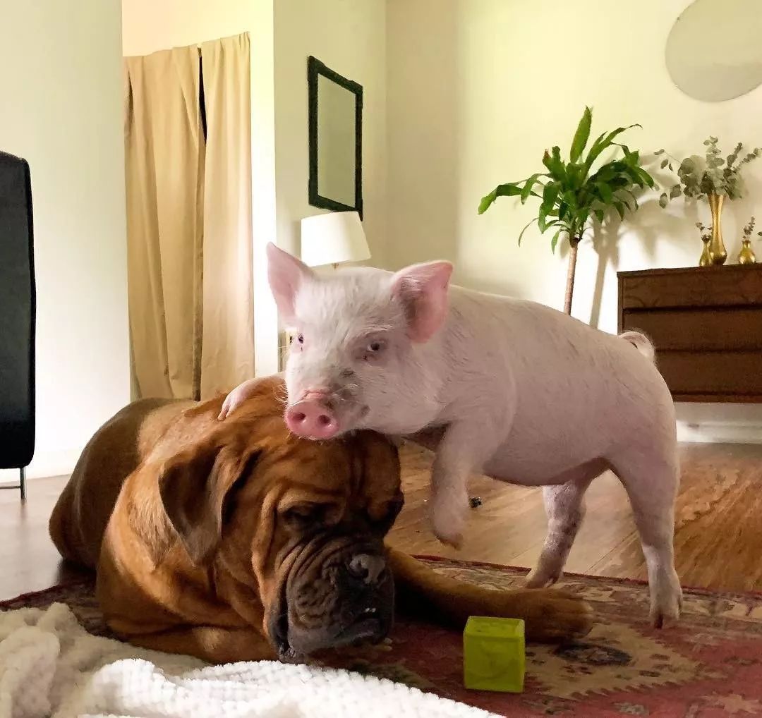 狗狗爱上迷你猪,本以为找到了真爱,没想到
