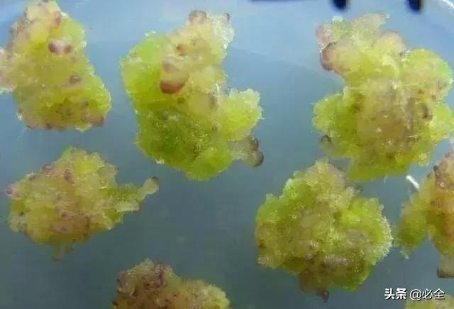 果树嫁接技术-嫁接原理讲解_组织