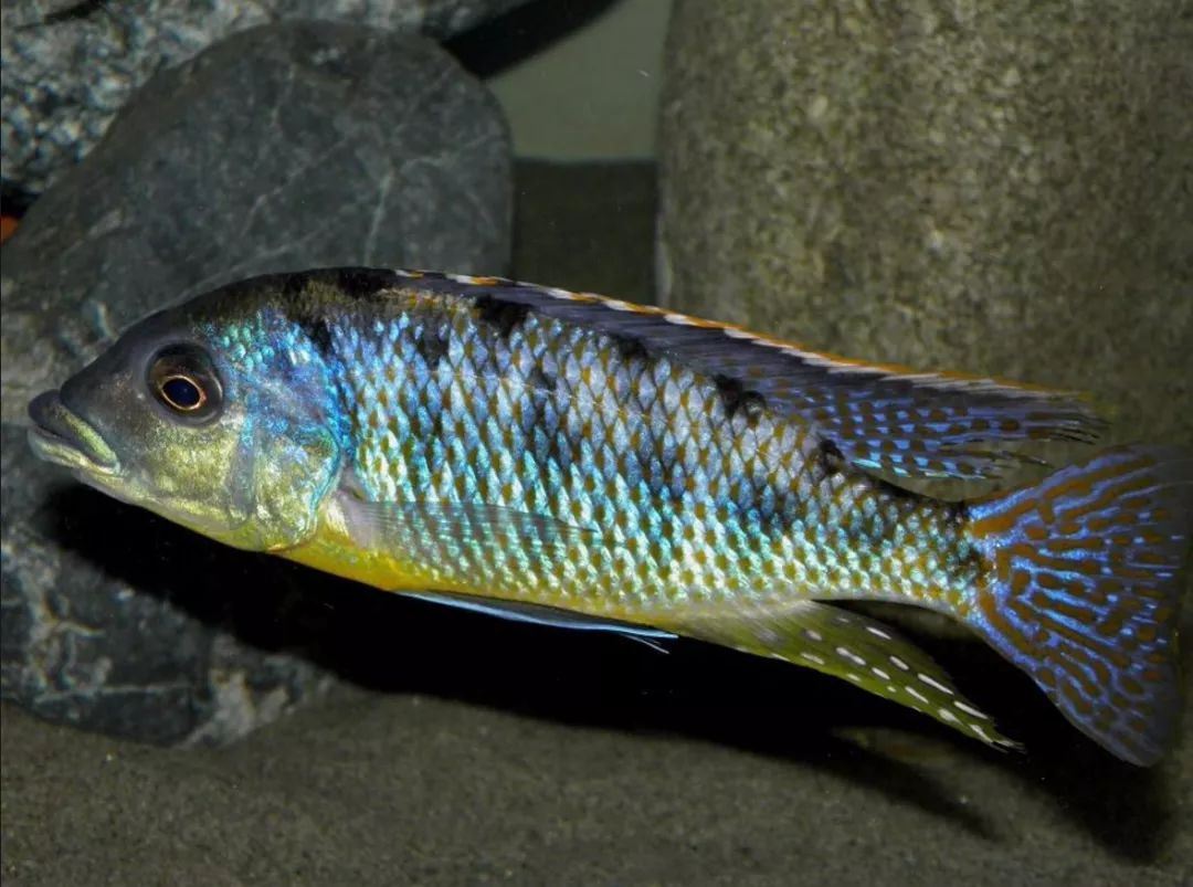 多)protomelas ornatus kirondo异齿耳咽鲷/皇室大粒墨otopharynx