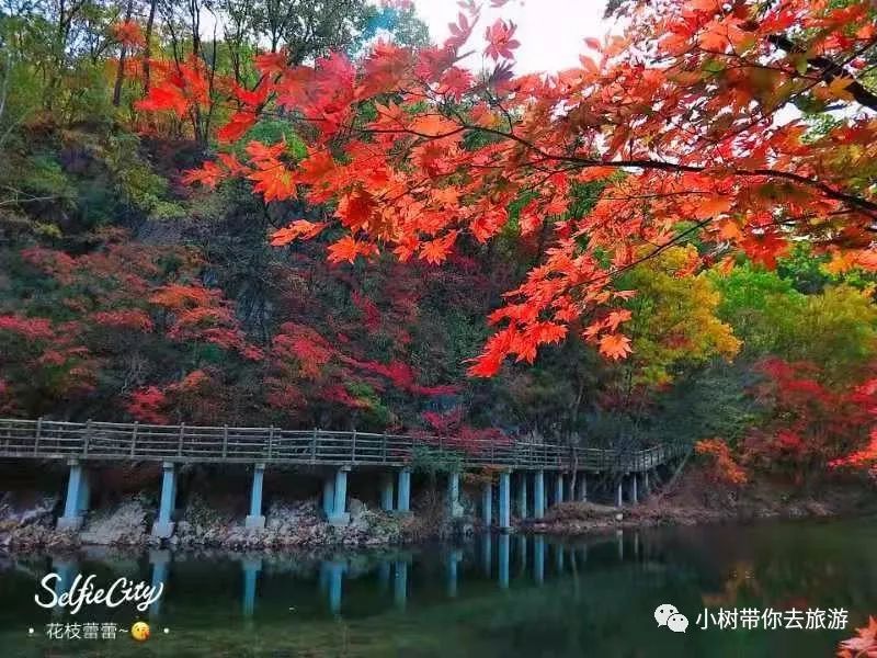 直播辽宁最美秋景丹东蒲石河枫叶风景区