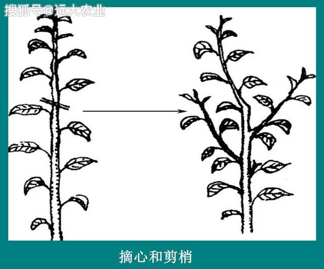 摘心和減梢