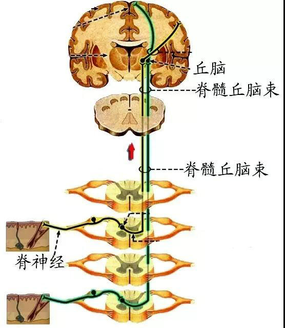 脊髓丘脑束)第1级神经元:脊神经节(二)躯干和四肢的浅感觉传导通路