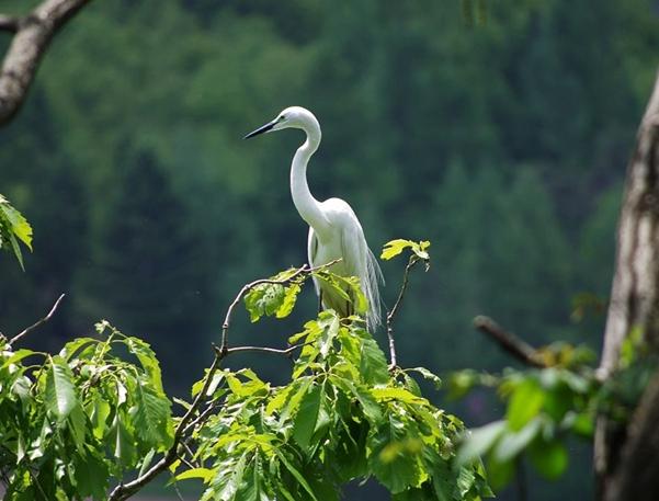 鹭鸶寓一路连科的吉祥鸟