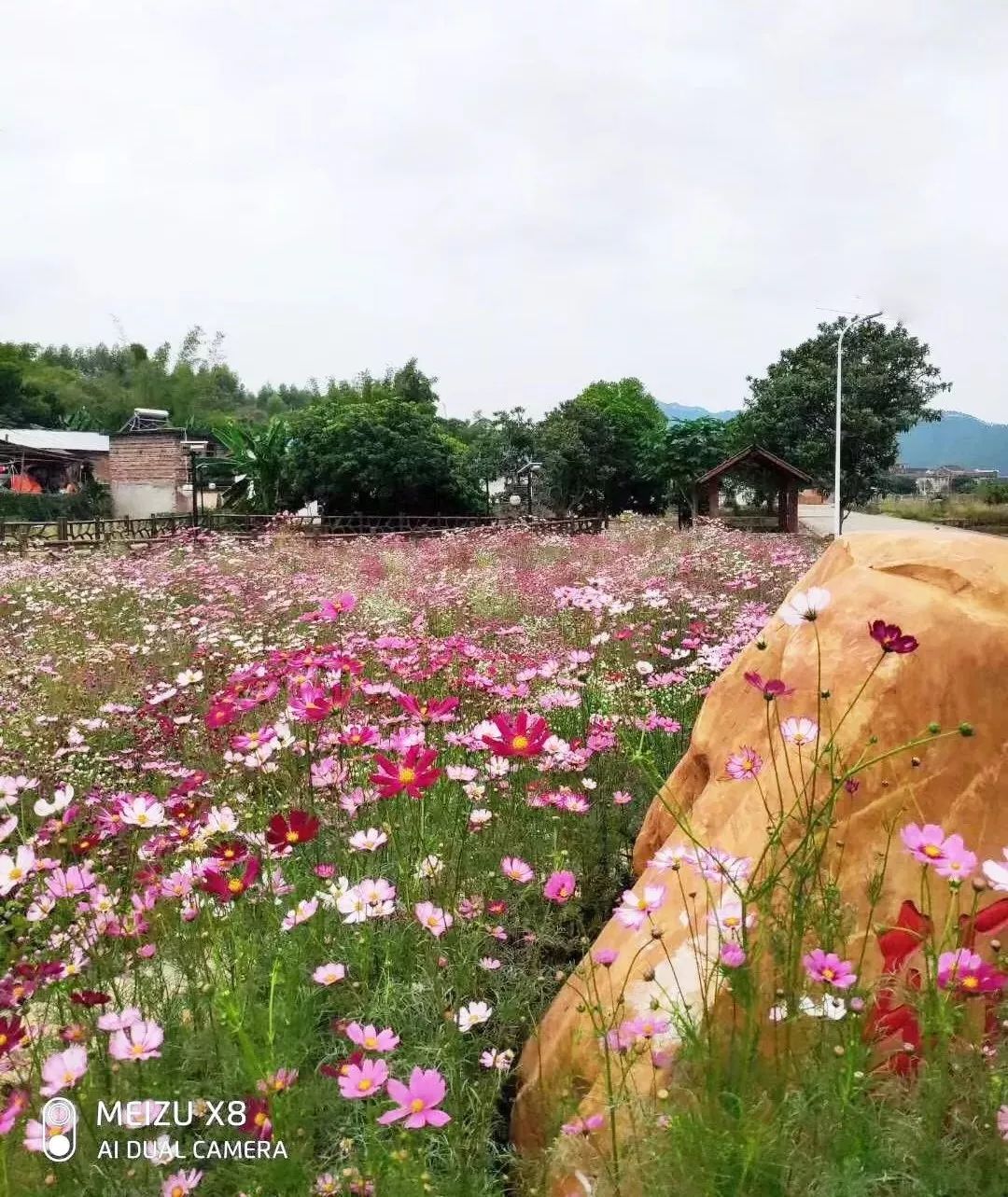 韶關這個地方又現百畝花海,速約!