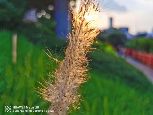 拥有华为mate30徕卡三摄随拍即是大片