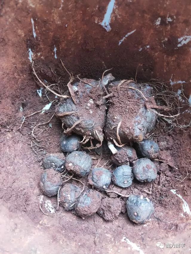 黑杆花魔芋的繁育系数有多高