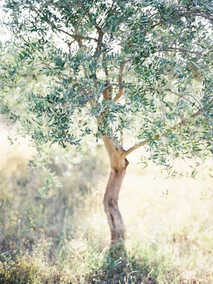 家里有一棵橄榄树,就等于拥有了爱琴海风情_油橄榄