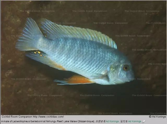 富乐邦勾鼻/恩洪古小丑labeotropheus fuelleborni'nkhungu'富乐邦勾