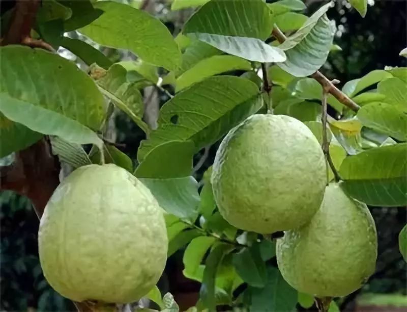 营养丰富的芭乐食用方法