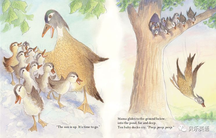 那颗蛋开始蠕动,摇晃,摆动,震动起来-出生了的小木鸭们来回踱步着