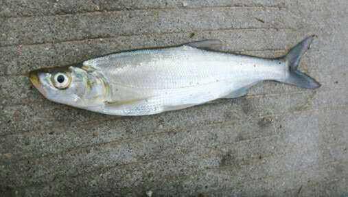 原创除了鲫鲤这几种鱼在晚秋鱼口特别好再过一个多月就彻底停口了