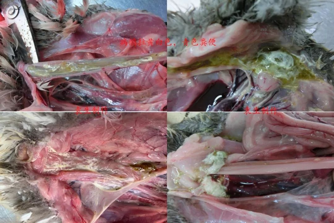 水禽常见19种病特征及防治方法_鹅鸭