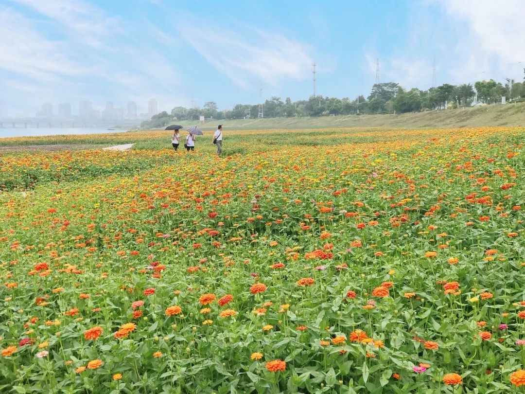 又发现一个三水赏花拍照圣地!分分钟称霸朋友圈~