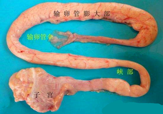 母鸡输卵管位置图图片