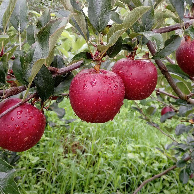 九月奇迹苹果苗为果农们带来奇迹,腰包鼓起来了,腰杆硬起来了