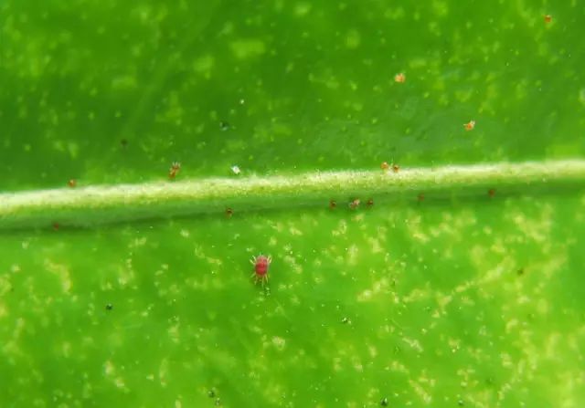 高清图谱将40多种害螨一网打尽以后遇到了还可以这样防