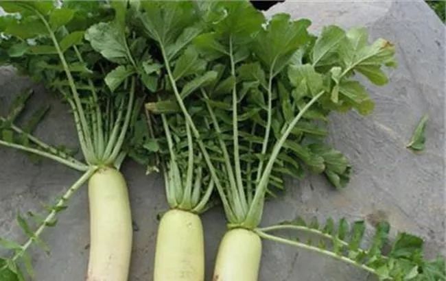 【10月白萝卜赛人参】今天推荐这个吃法更是疗效翻倍啊!_功效