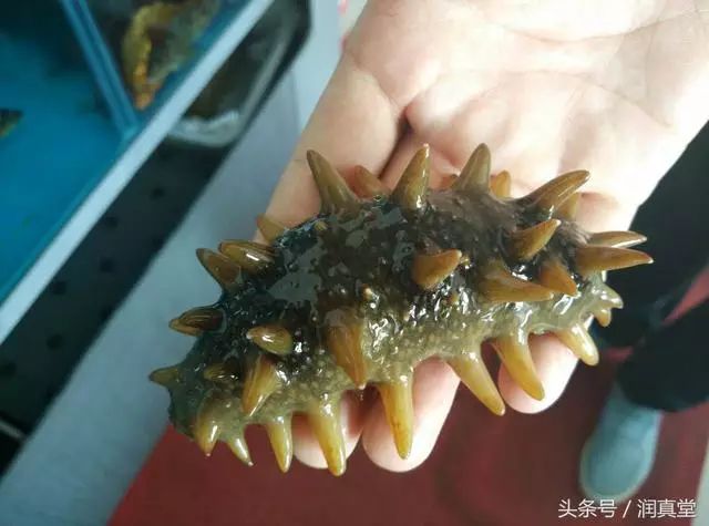 海参的前世今生