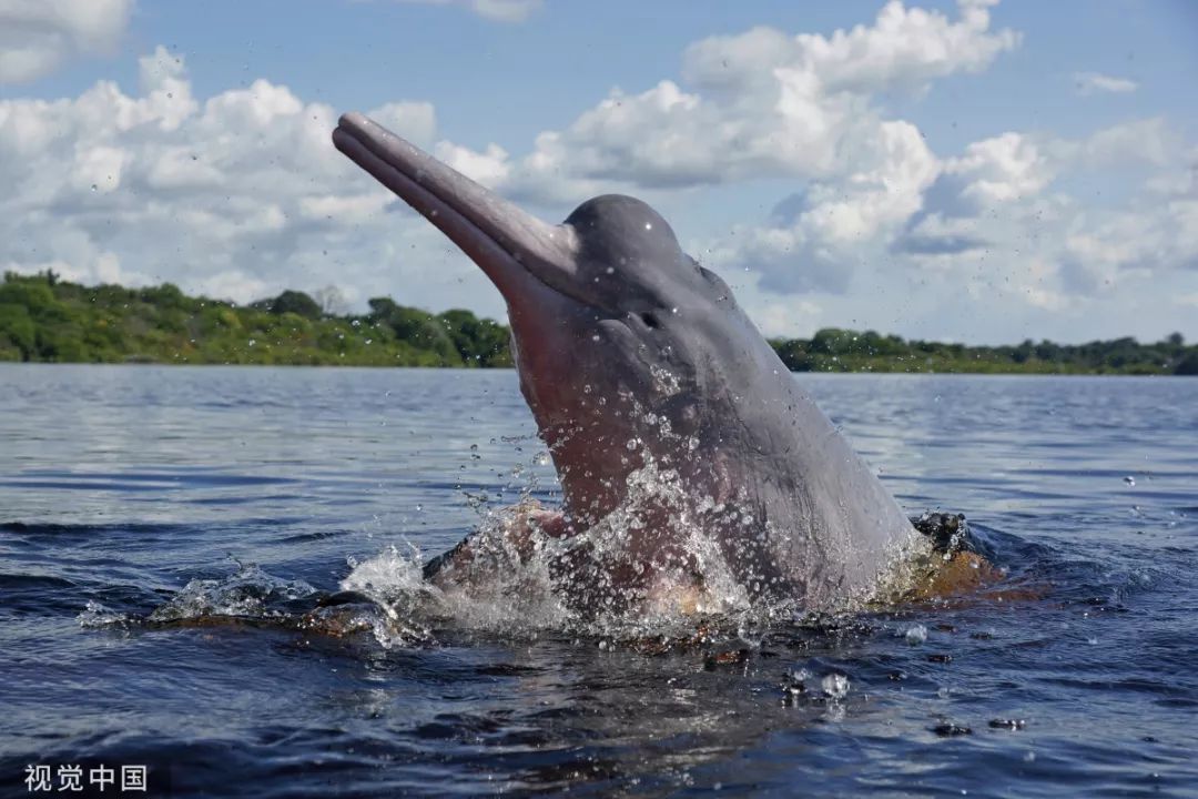 2019长江江豚生态摄影大赛开启!不仅有奖金,还有.