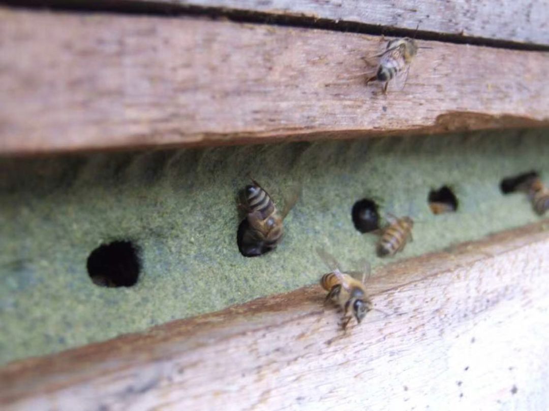 蜂胶(英文:propolis),是蜜蜂从植物采来的树脂类和蜡类物质,混入其上