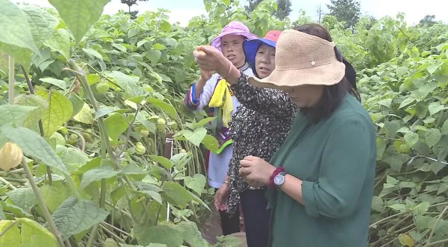 姑娘果种植户 毕继芳:我家的姑娘果长势喜人 管理也很方便 当初栽种的