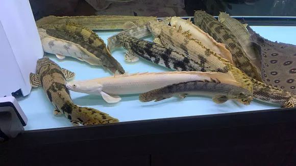 大佬级别的猛鱼混养欣赏